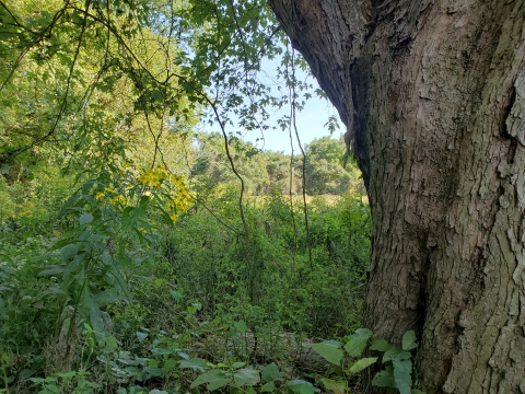 Meadow surrounded by trees on Broadback Island.