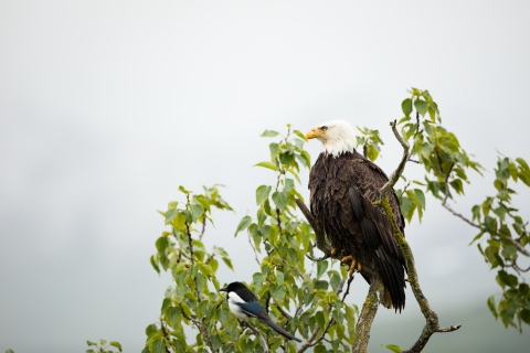 bald eagle in a tree with a black-billed magpie