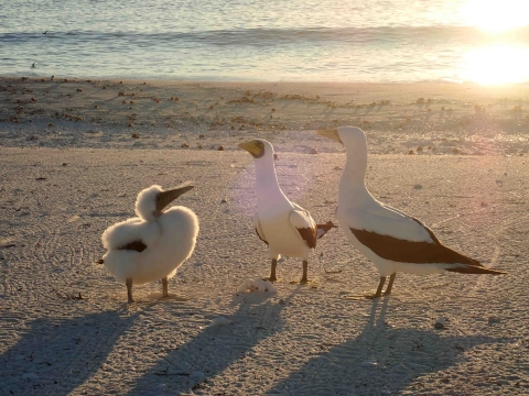 Two adult masked boobies stand on a beach with a juvenile masked booby. The sun sets in the background over the ocean. Golden rays of light reflect off the water, enshrining the birds in a bright halo of yellow.
