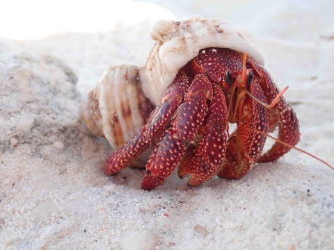 A large red crab emerges partway from a white shell to crawl across white sand. 