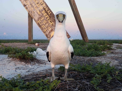 A white bodies masked booby stands in front of the Baker Island National Wildlife Refuge sign. The sign is covered in bird guano and tilted over, while the masked booby stares directly into the camera. 