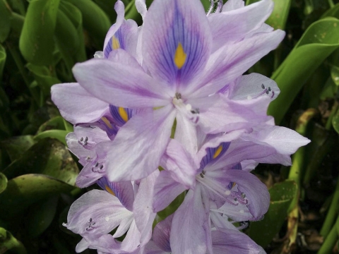 a purple flower