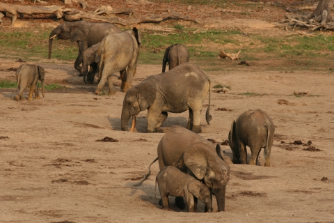Forest elephant group 2