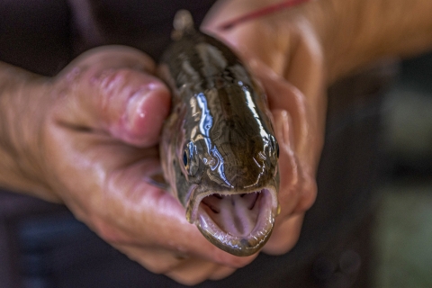 Close-up of photo of hands holding a fish with its mouth open