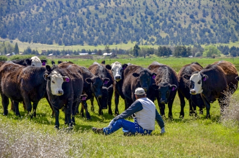A man sits on the ground with his back to the view looking at multiple cows with forested trees in the background