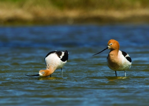 Two shorebirds with long, upcurved bills and orange feathered heads stand in a wetland. One bird has it's head down near the water to feed. 