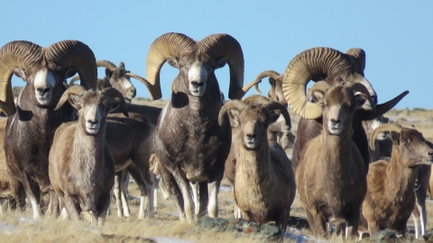 Mongolian Argali Sheep
