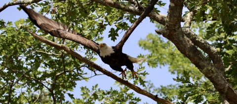 Bald Eagle leaping from the tree