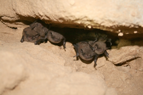 Bats in cave