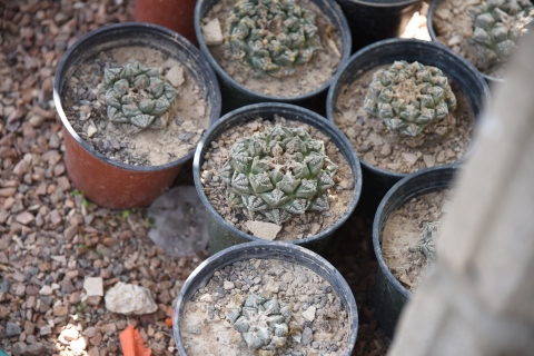 a number of living rock cacti in plastic nursery pots