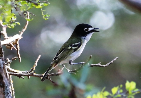 A single black-capped vireo sits on a tree branch
