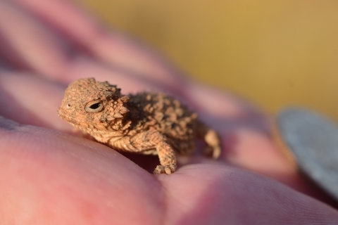 Young Blainville's horned lizard resting on someone's hand