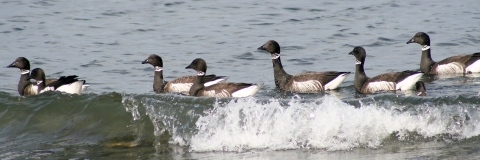 A Wave Passes a Group of Brant Geese 