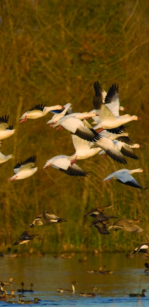 Snow geese take off from a wetland pond. 