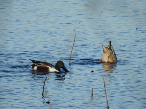 An image of a male and female Northern Shoveler feeding in water.