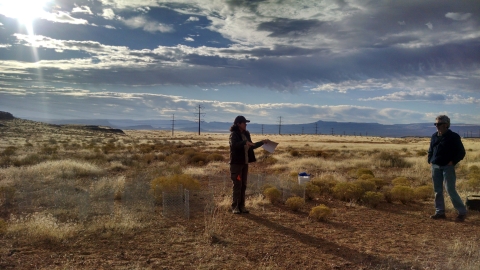 Staff surveying Mojave desert tortoise habitat. 