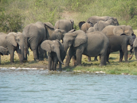 Elephants Gathering