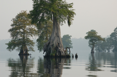 Large cypress trees emerging from open water
