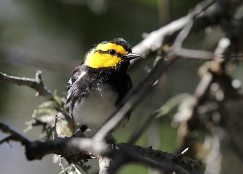 a small black, white, and yellow bird perched on a tree branch