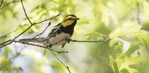 a small black, white and yellow bird perched on a tree branch