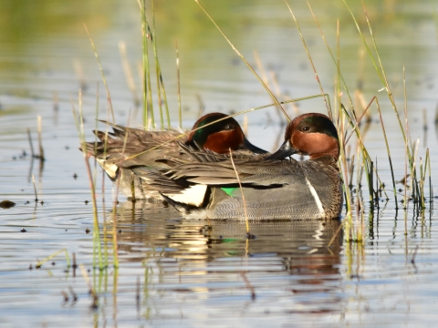 A pair of ducks preen in water among grasses.