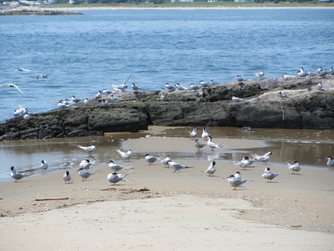 Terns at Pond Island