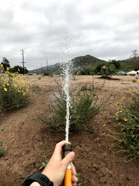 Person holding hose to water garden