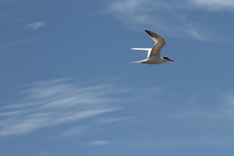 Flying tern with blue sky in the background