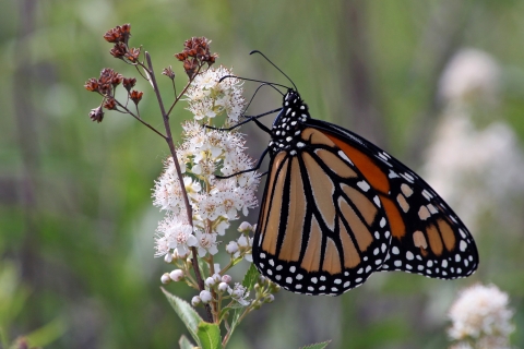 Monarch Butterfly observed at J. Clark Salyer National Wildlife Refuge