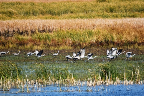 Large-winged gray birds flay over fields and water