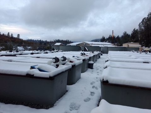 Snow covers the outdoor tanks at the Livingston Stone NFH with footprints in the snow between the tanks.
