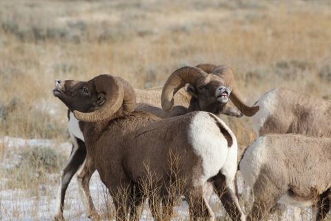 Two bighorn sheep with large curling horns look upwards with teeth showing