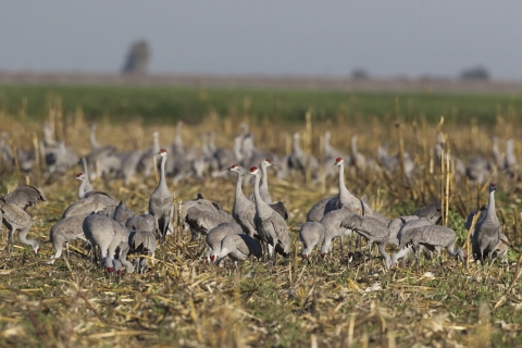 Sandhill cranes foraging in a field of mowed corn.