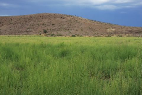 A field of grass is pictured in front of a hilltop with a dark blue sky.
