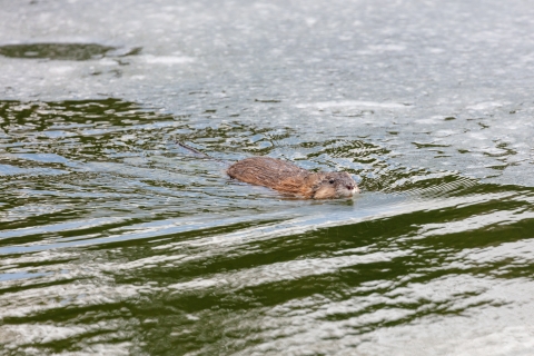 Partially visible above the water, a muskrat swims in open, greenish water. 