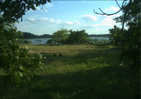 Image of meadow with water in the background and turkeys in the foreground