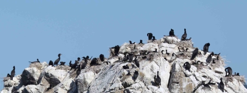 Pelagic Cormorants on a Rocky Island