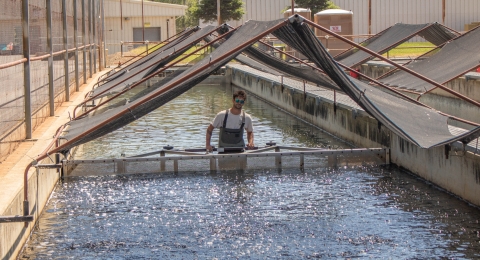 A man in waders stands in waist-high water in a long, rectangular pool and pushes a screen-like structure forward
