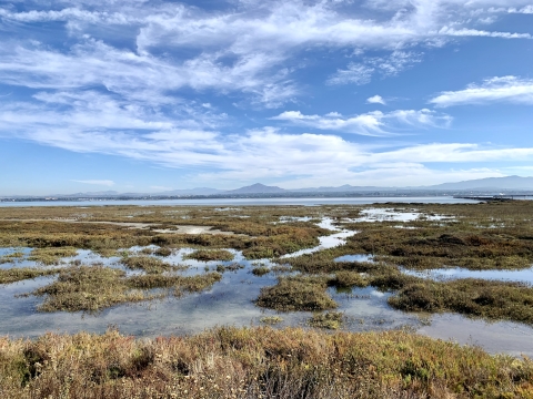 Marsh overlooking San Diego Bay. Mountain and sky in the far distance.