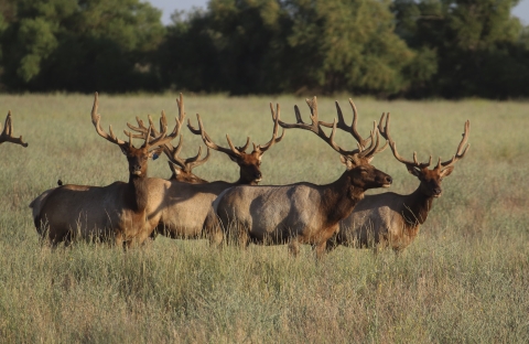 Five bull tule elk standing in a grassland.
