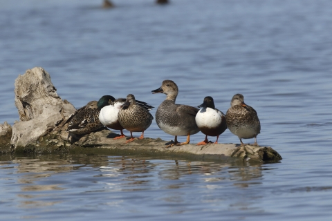Ducks resting on a log in a wetland.