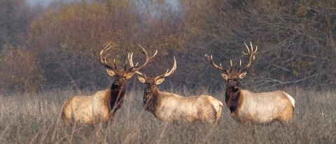 Three bull tule elk standing in a grassland.
