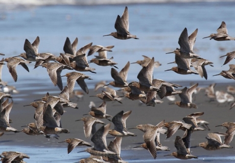 A Flock of Shorebirds Takes Flight