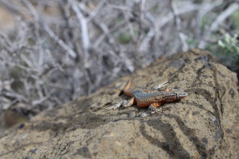 Side blotched lizard on rock