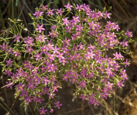 A flowering plant with multiple pink flowers