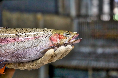A fish held in a person's hands
