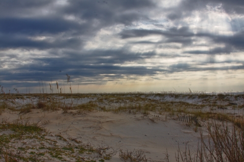 Coastal dunes in early morning.
