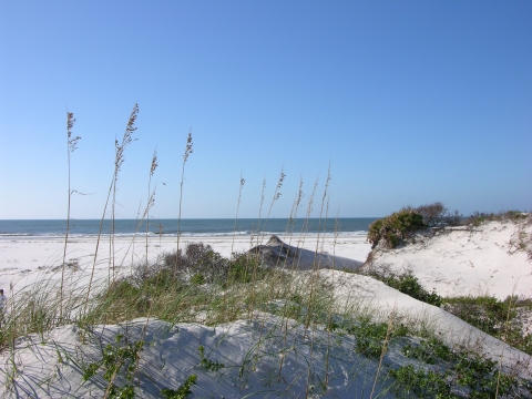 Sand dunes covered in sea oats.