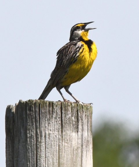 A bird with a bright yellow belly perches on a fencepost with open mouth