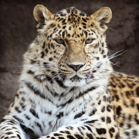 Exotic Leopard